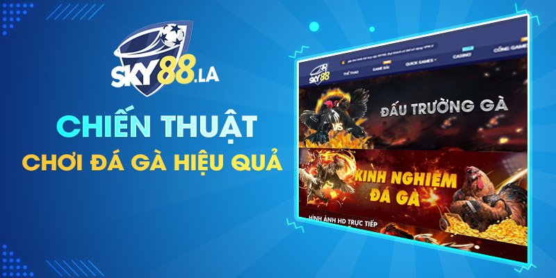 Chiến thuật chơi đá gà hiệu quả