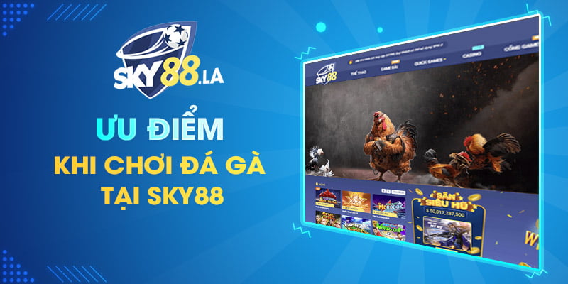 Ưu điểm khi chơi Đá Gà tại SKY88