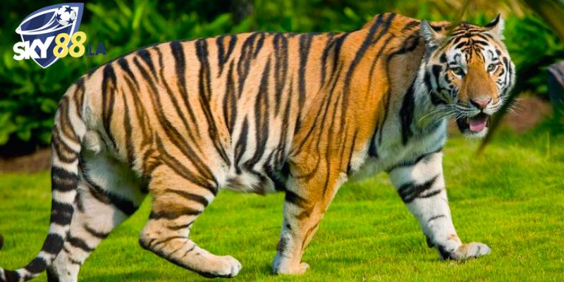 Ngủ mơ thấy cọp đánh số gì đảm bảo cơ hội thắng