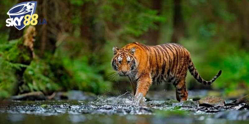 Để giải thích kỹ càng thắc mắc mơ thấy cọp đánh số gì thì cần dựa vào nhiều yếu tố