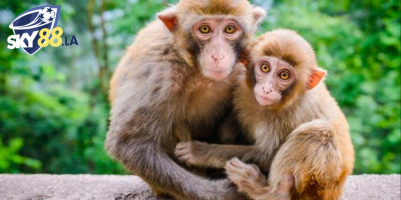 Mơ thấy khỉ đánh số gì để có chiến thắng khi chơi lô đề luôn là thắc mắc của nhiều người