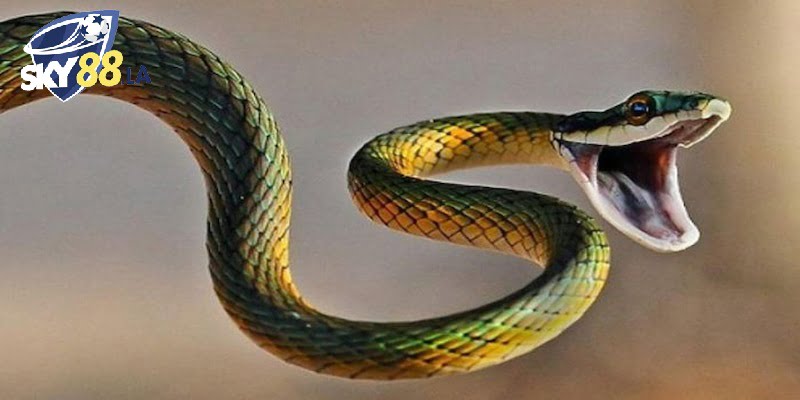 mơ thấy rắn đánh số gì