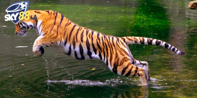 Luận giải mơ thấy cọp đánh số gì luôn thu hút nhiều người