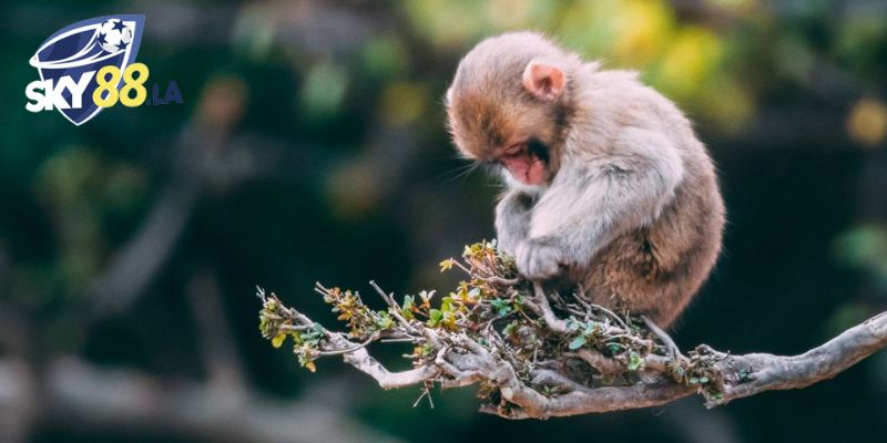 Có nhiều đáp án cho câu hỏi mơ thấy khỉ đánh số gì