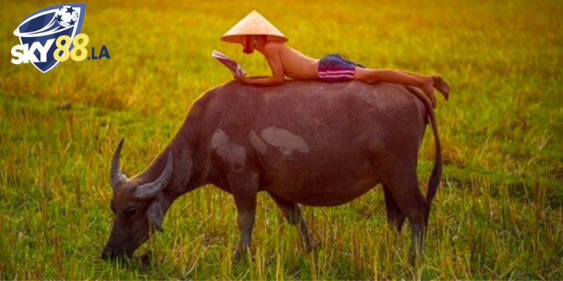 Để có thể luận giải mơ thấy trâu đánh số gì là điều không phải đơn giản